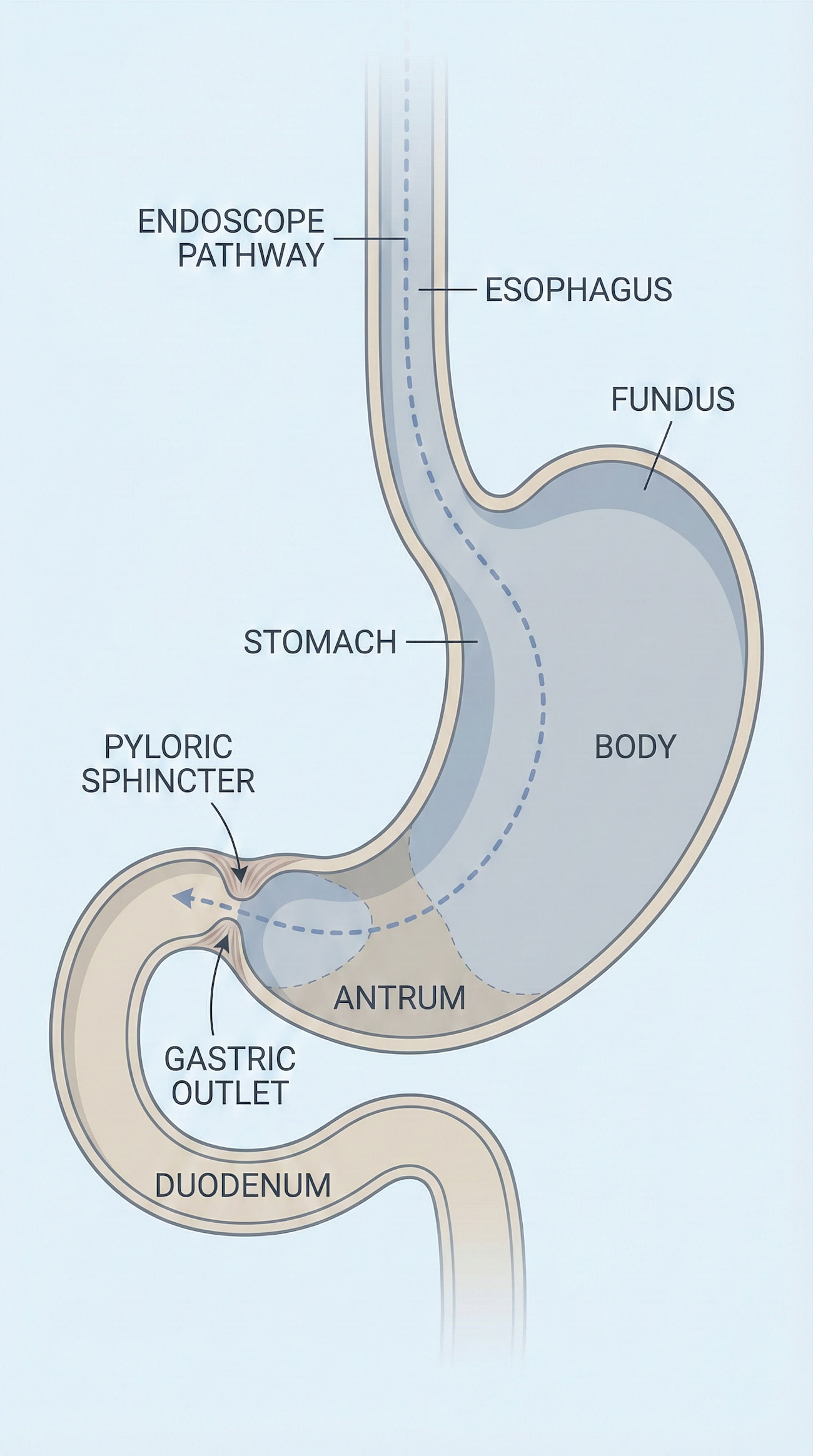 Diagram showing the pylorus at the stomach outlet Diagram showing the pylorus at the stomach outlet
