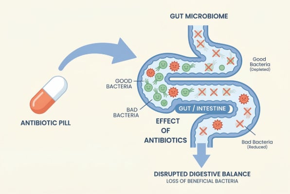 How antibiotics affect gut bacteria and digestion