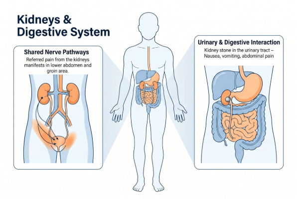 Kidneys and digestive system connection