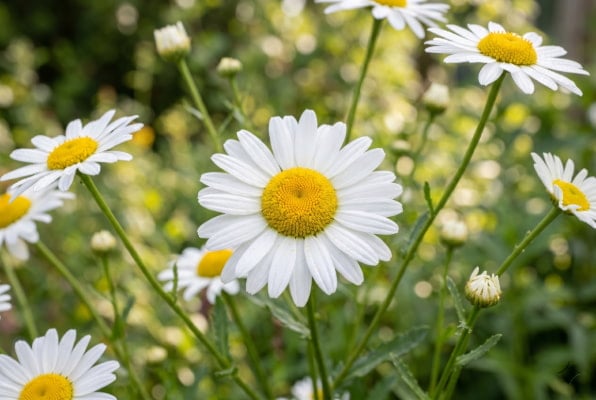 Fresh chamomile flowers showing the plant used in tea for acid reflux relief