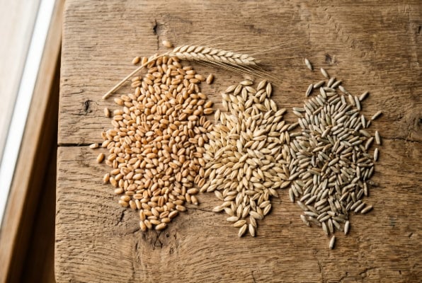 Wheat, barley, and rye grains that trigger celiac disease immune response