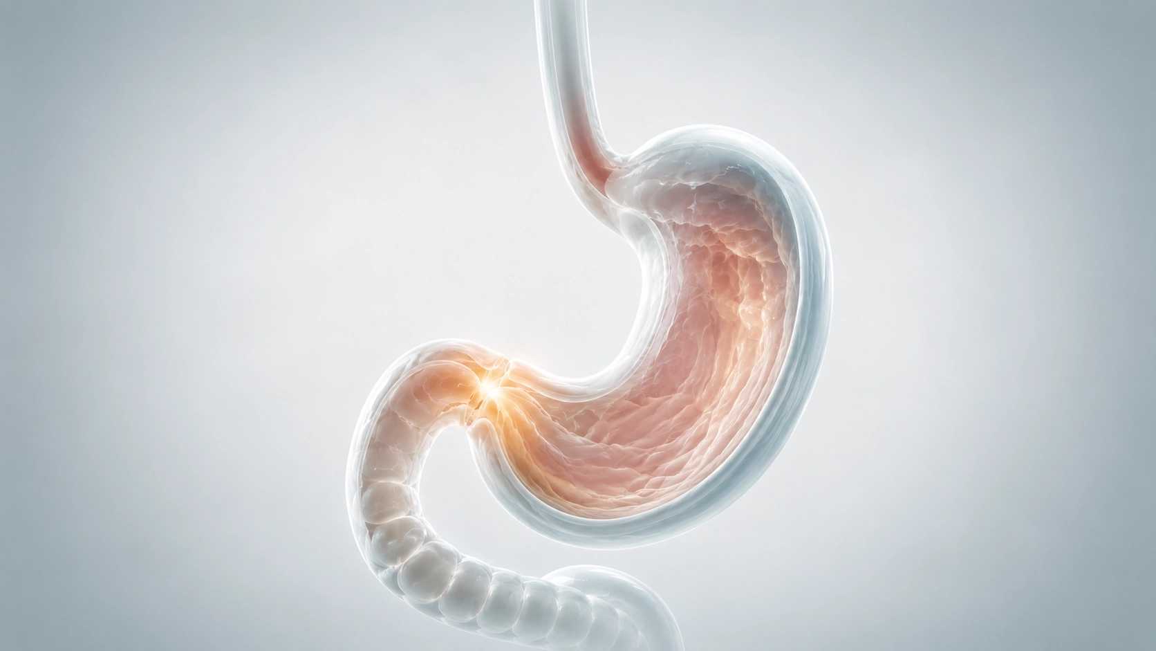 gastroparesis-stomach-pylorus-illustration 3D illustration of the stomach and pylorus highlighting where gastroparesis slows emptying, teal and slate tones