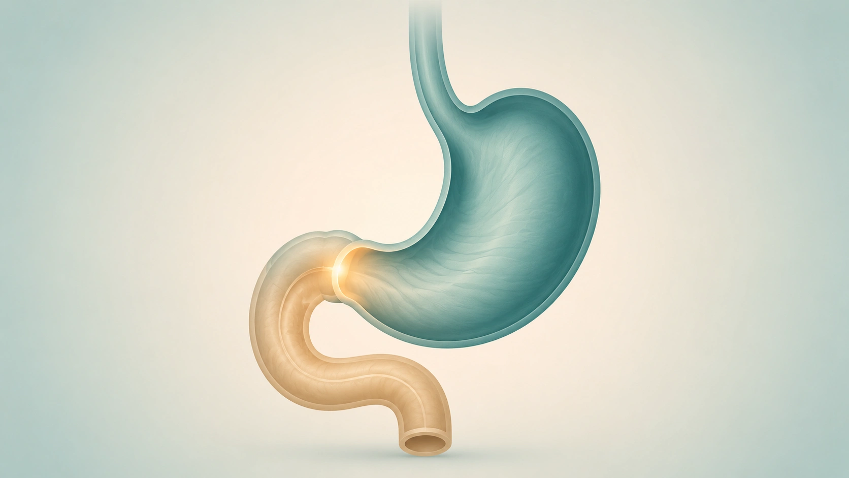 Illustration of a stomach emptying into the small intestine, on a Clearwater gastroparesis treatment page