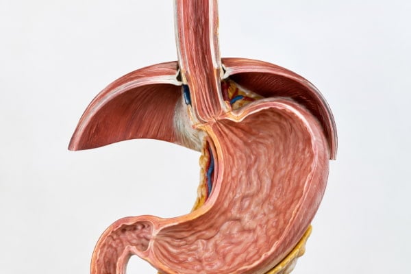 Anatomical model of the lower esophageal sphincter, the valve behind acid reflux